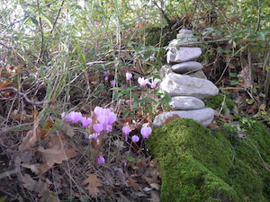 When to visit, spring flowers in the garden